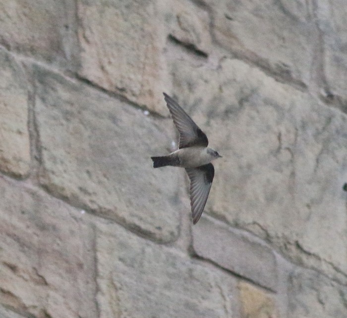 Crag Martin