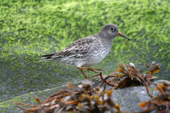 Purple Sandpiper