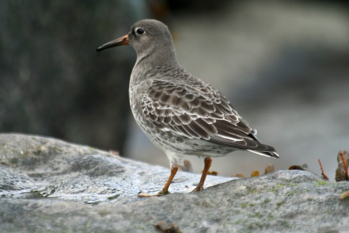 Purple Sandpiper