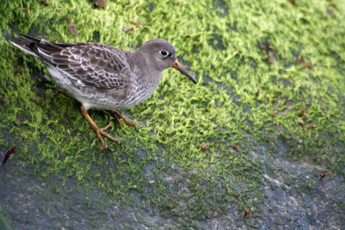 Purple Sandpiper
