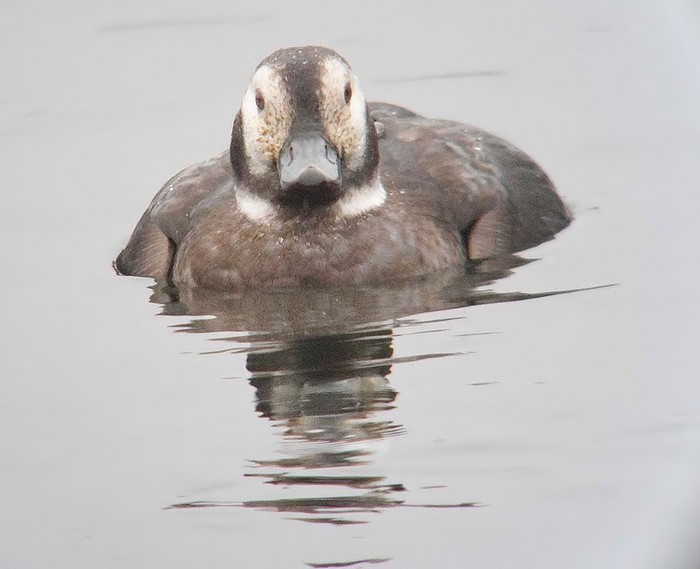 Long-tailed Duck