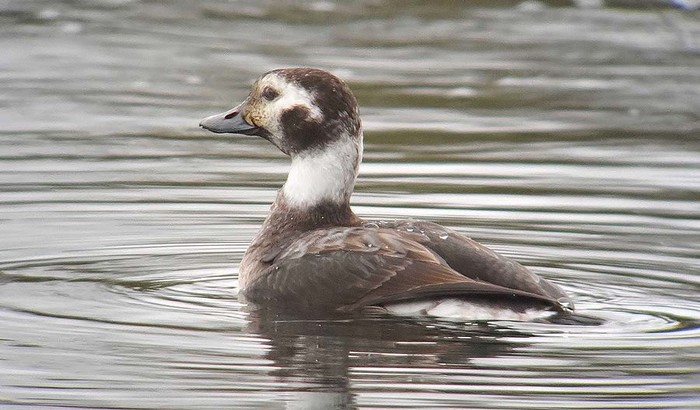 Long-tailed Duck