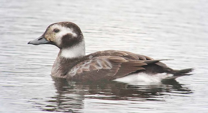 Long-tailed Duck