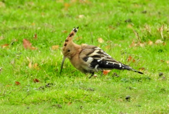 Hoopoe
