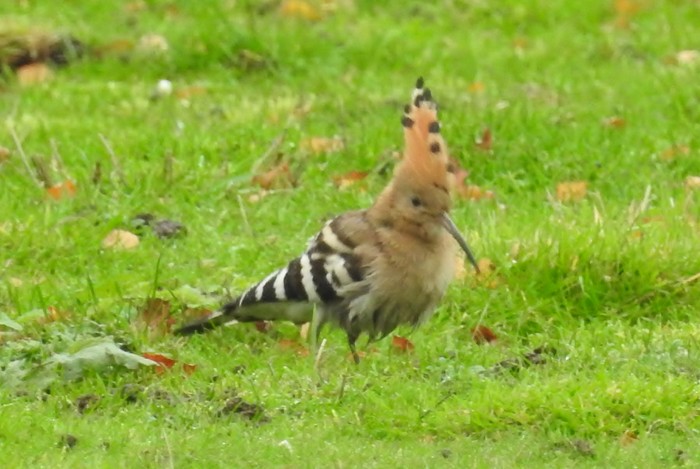 hoopoe