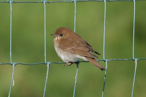 Veery