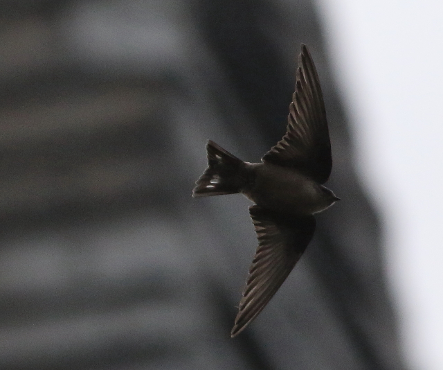 Crag Martin