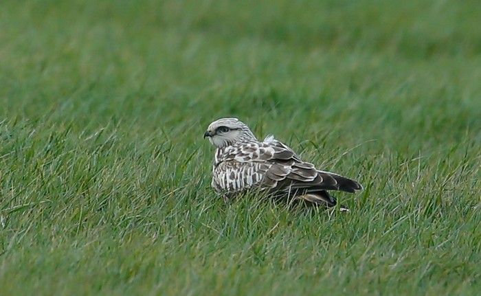 Rough-legged Buzzard