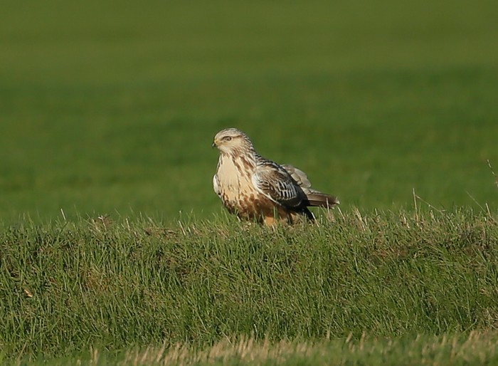 Rough-legged Buzzard