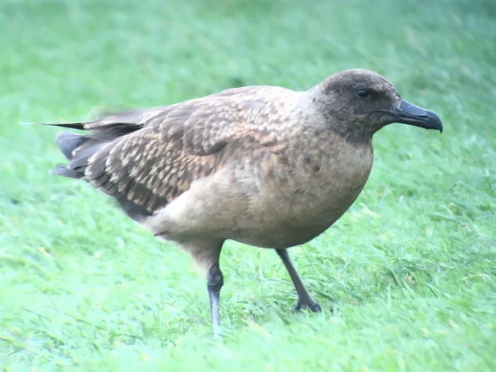 Great Skua