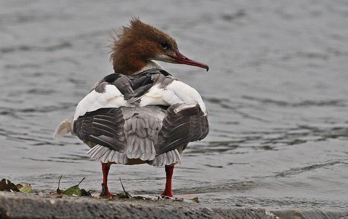 Goosander