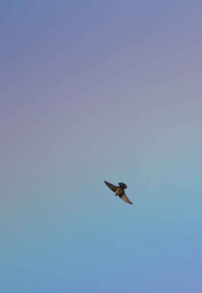 Crag Martin