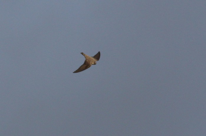 Crag Martin