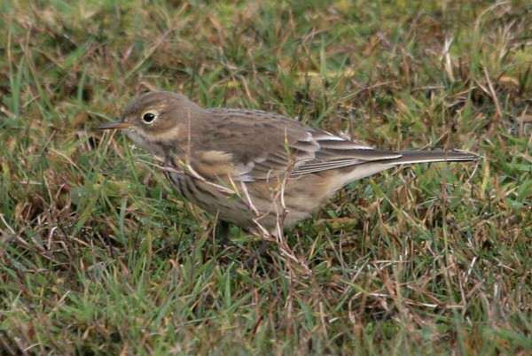 Buff-bellied Pipit
