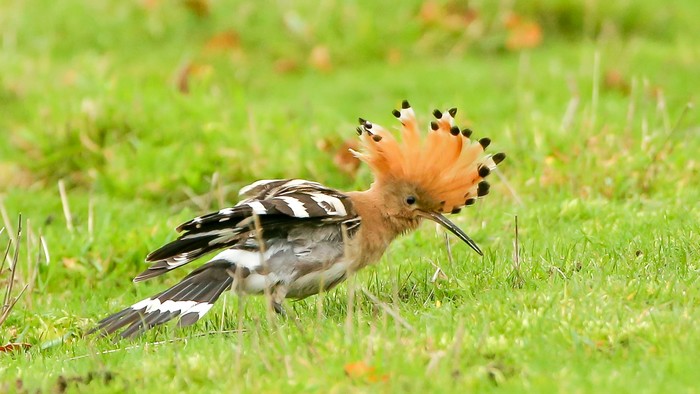 Hoopoe