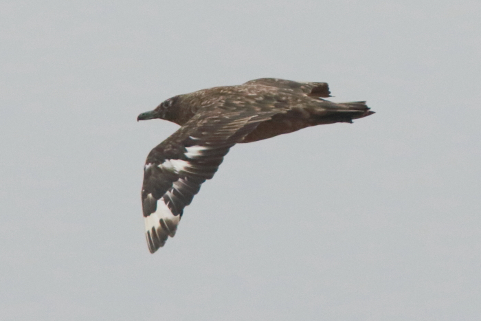 Great Skua