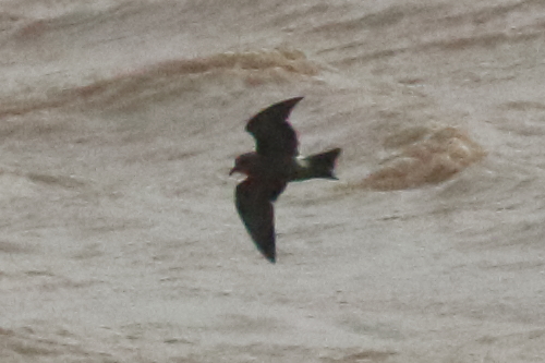 Leach's Petrel
