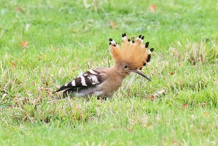 Hoopoe