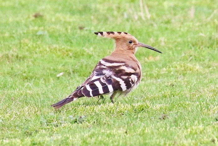 Hoopoe