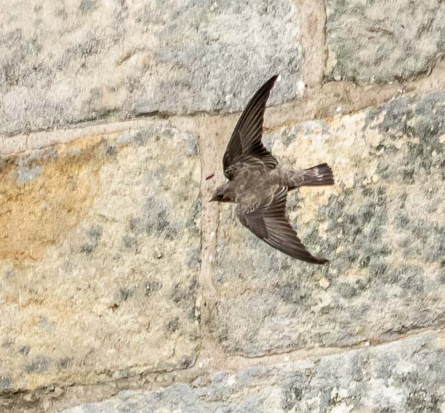 Crag Martin