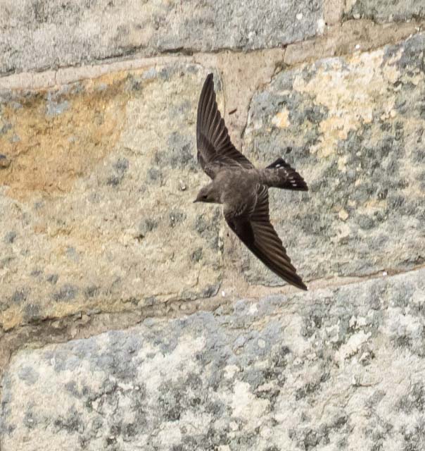 Crag Martin