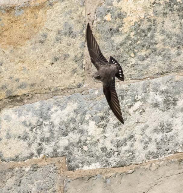 Crag Martin