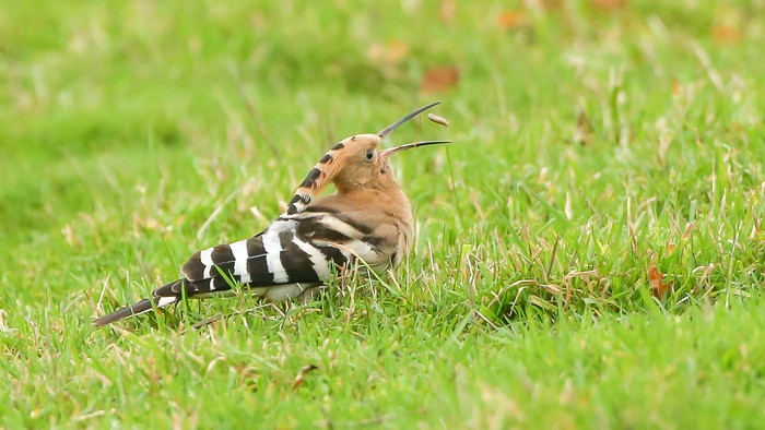 Hoopoe