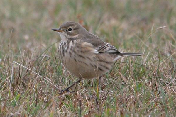 Buff-bellied Pipit