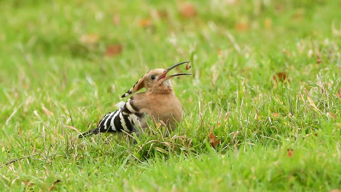 Hoopoe