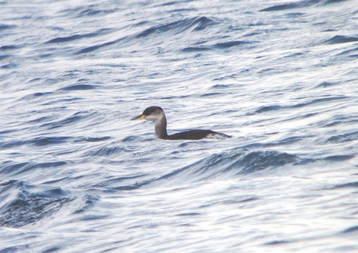 Red-necked Grebe