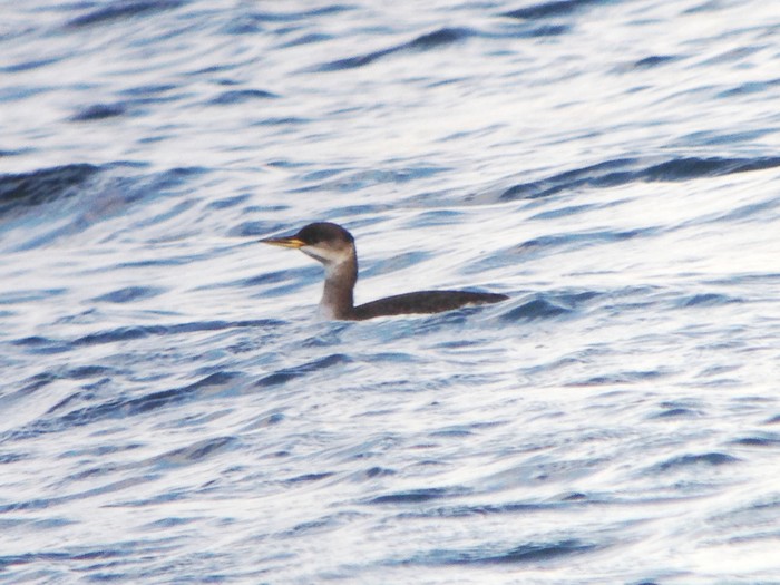 Red-necked Grebe