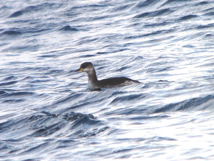 Red-necked Grebe