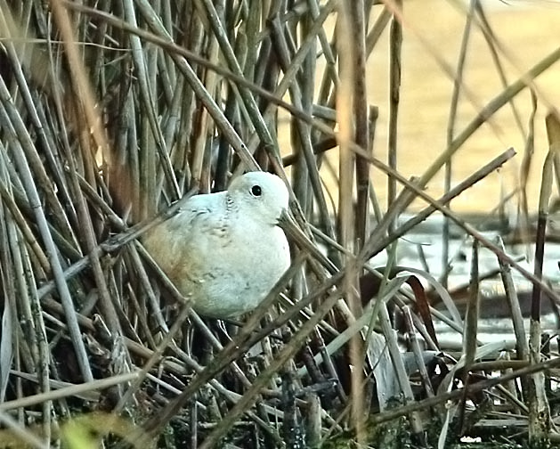 Snipe