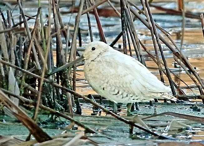 Snipe