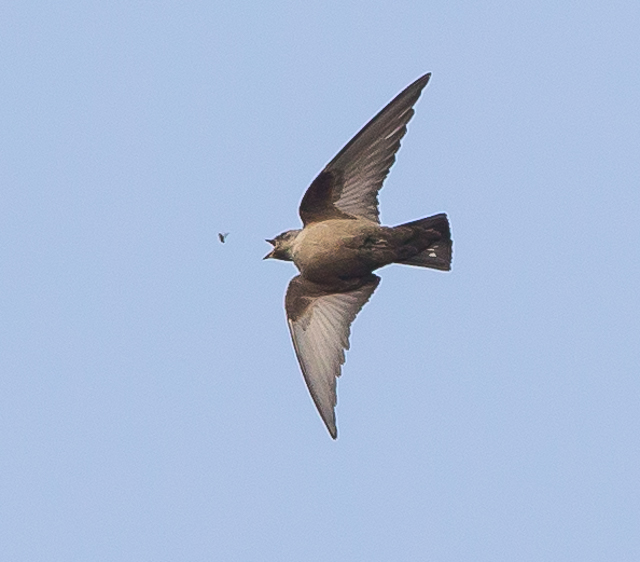 Crag Martin