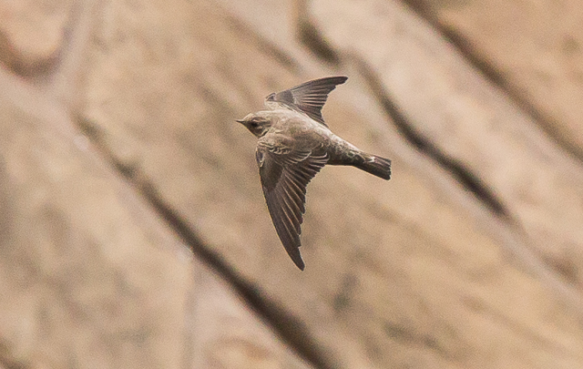 Crag Martin