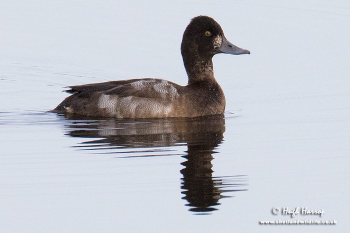 Lesser Scaup