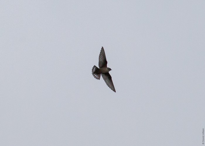 Crag Martin