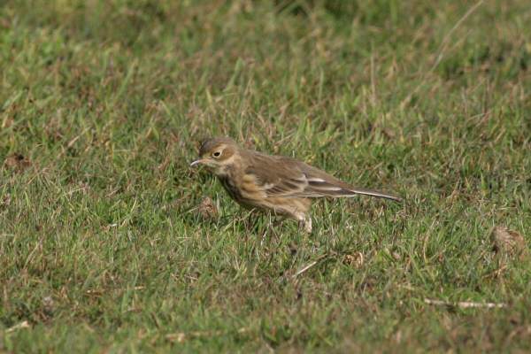 Buff-bellied Pipit