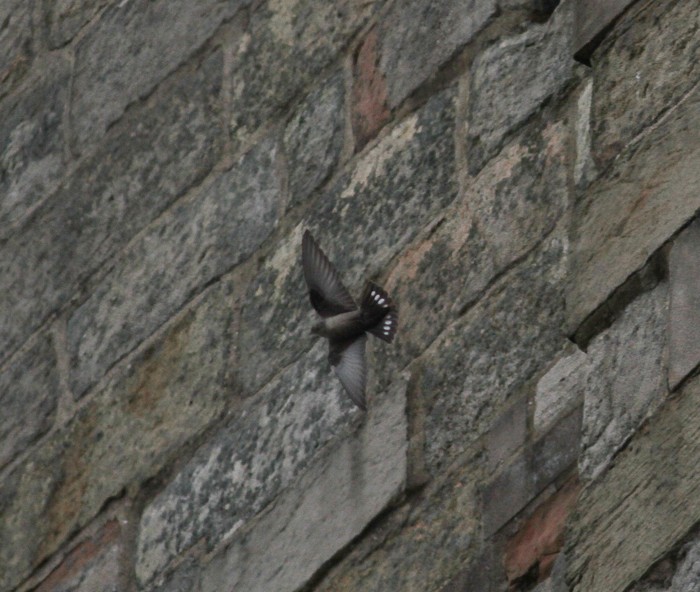 Crag Martin