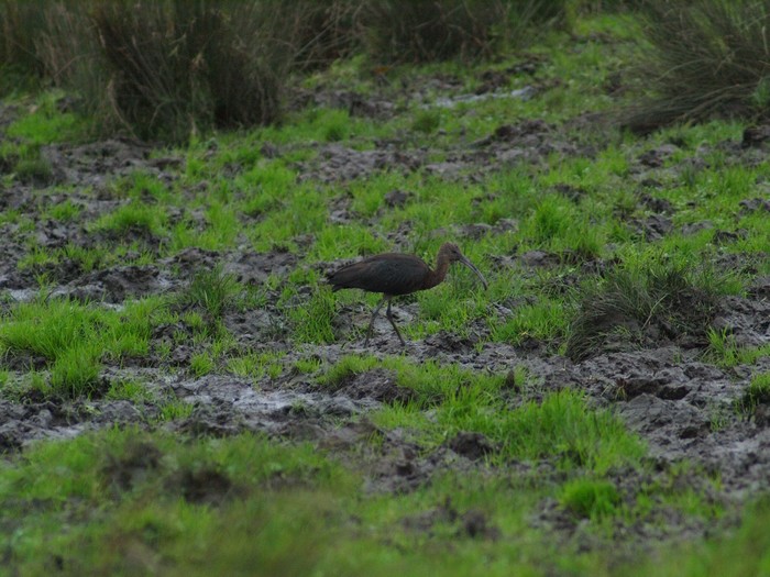 Glossy Ibis