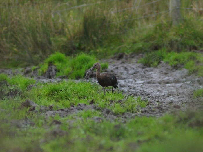 Glossy Ibis