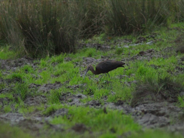 Glossy Ibis