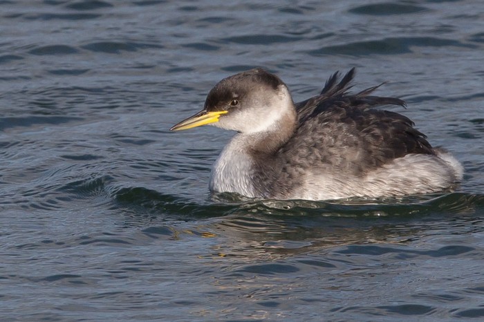 Red-necked Grebe