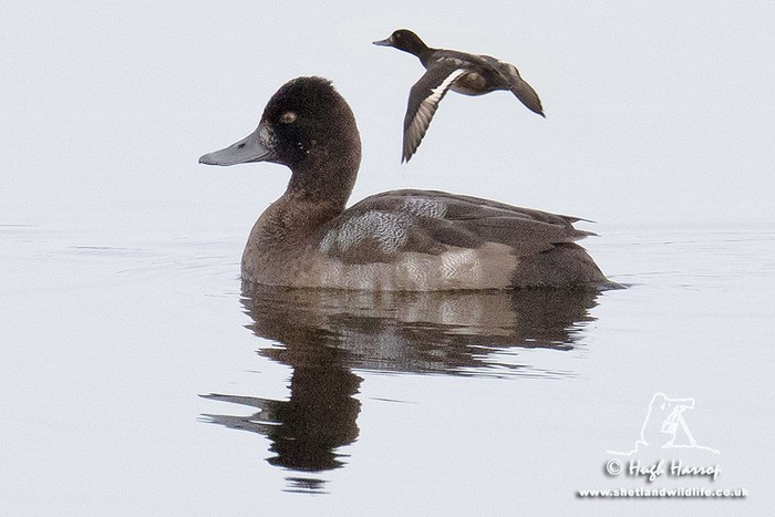 Lesser Scaup