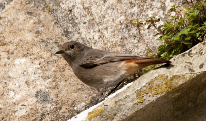 Black Redstart