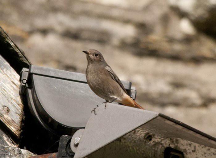 Black Redstart