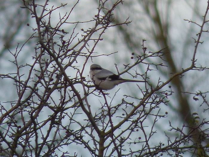 Great Grey Shrike