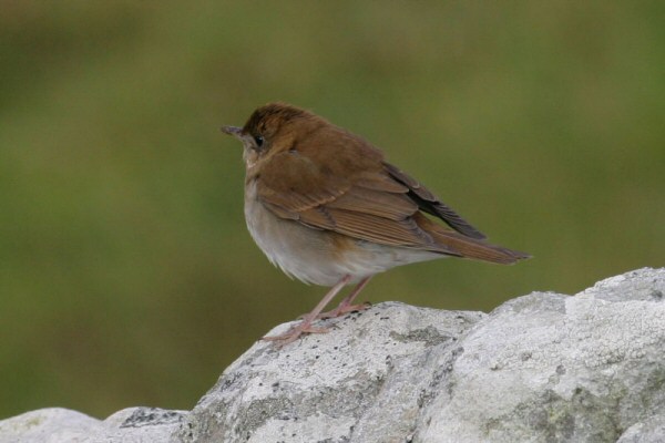 Veery
