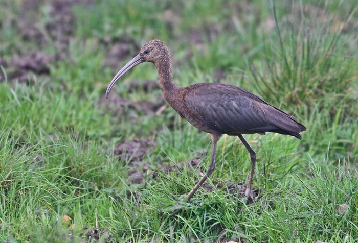 Glossy Ibis